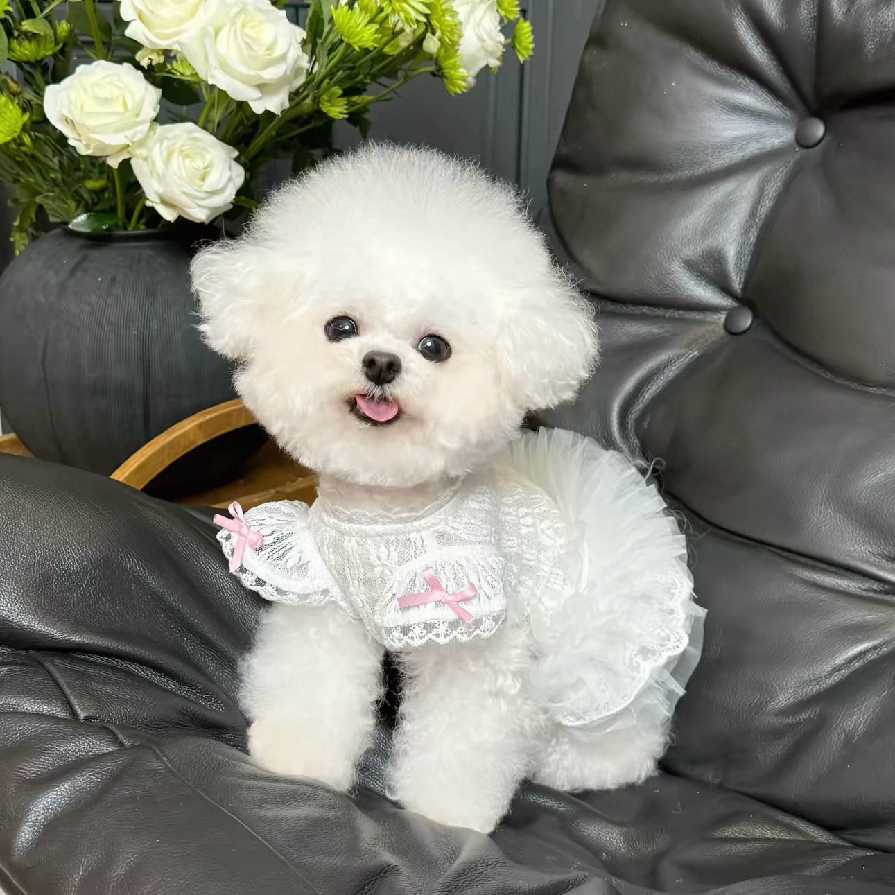 Lace Teddy Lingerie - 2026 Prinzessinnen-Stil Haustierkleid Katzen- und Hundesommerkleidung